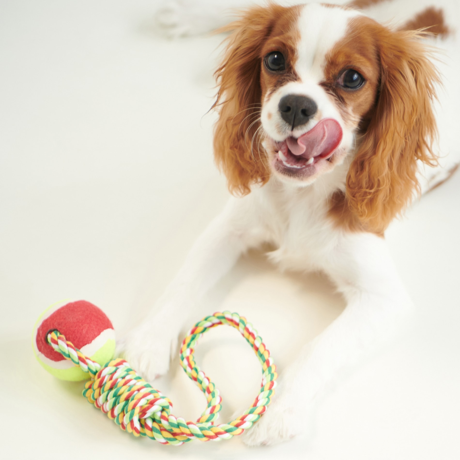 Sinsay – Jucărie pentru câini – Multicolor