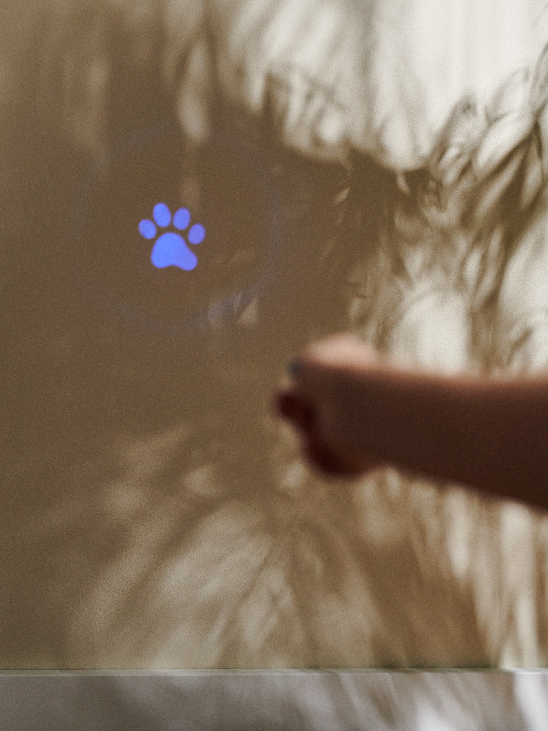 Sinsay - Παιχνίδι για γάτες - μπλε παλ φωτογραφία