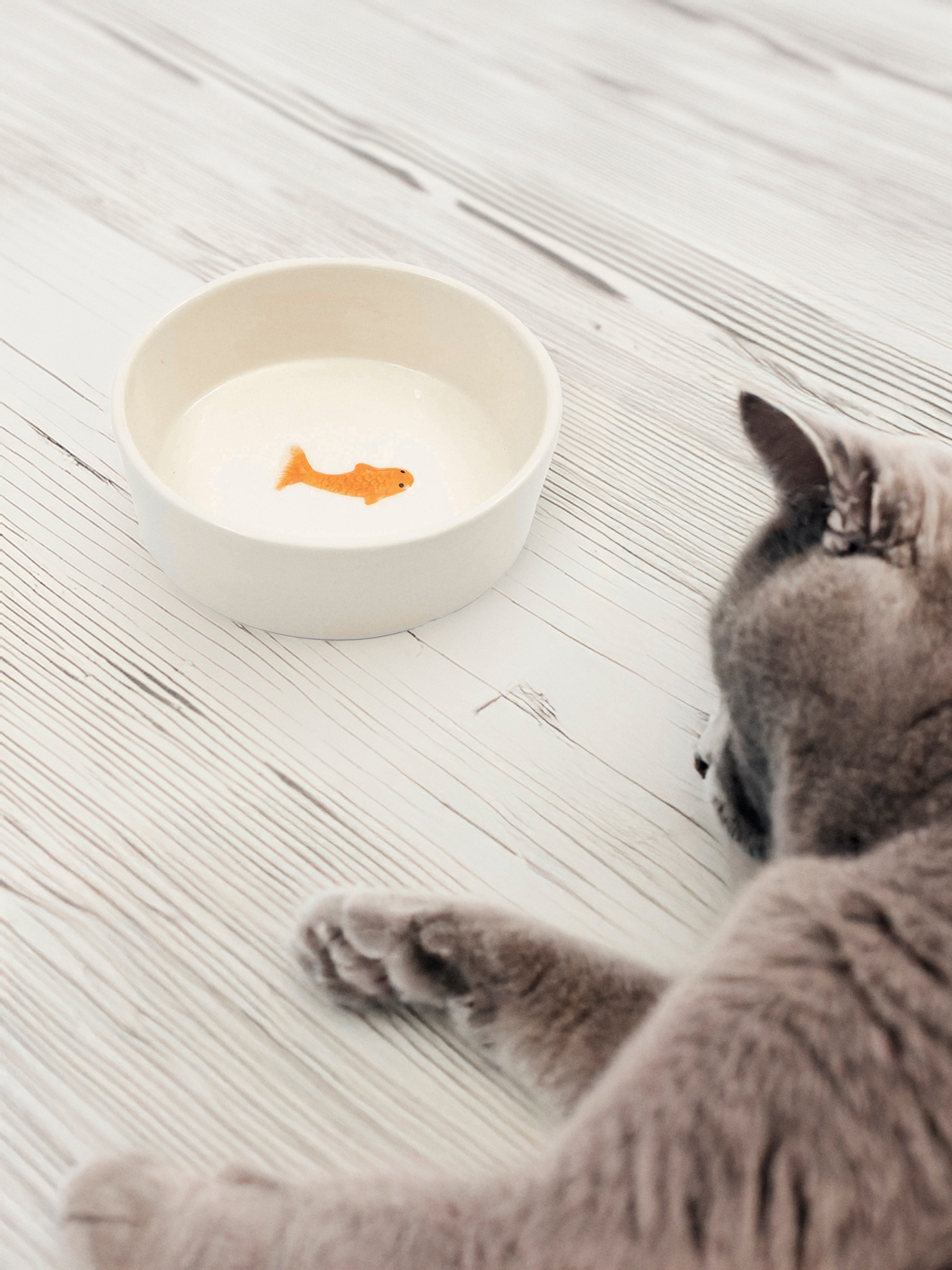 Sinsay - Μπολ για κατοικίδια - κρεμ φωτογραφία