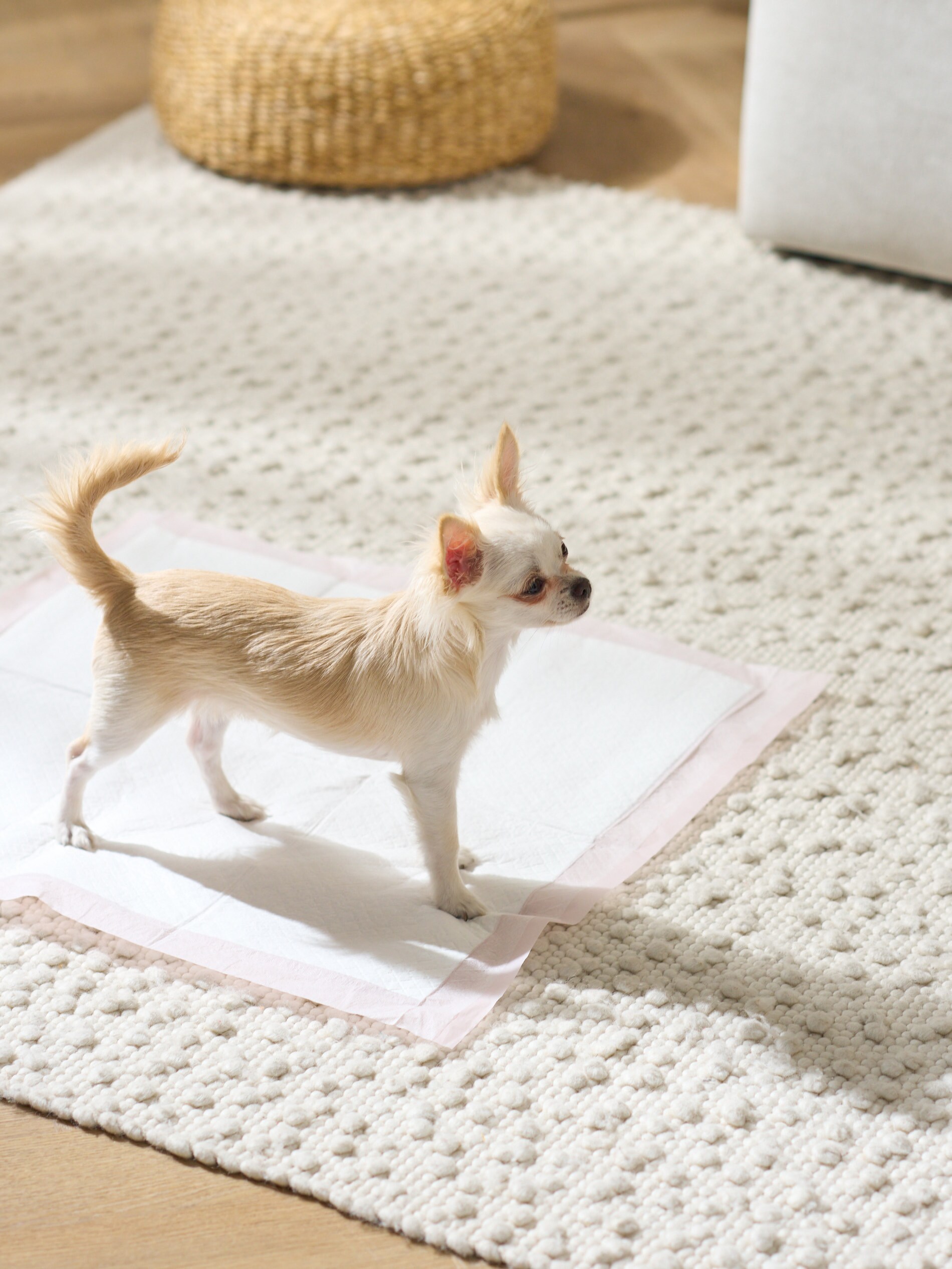 Sinsay - Επιδαπέδιες πάνες για ζώα - ροζ παστελ φωτογραφία