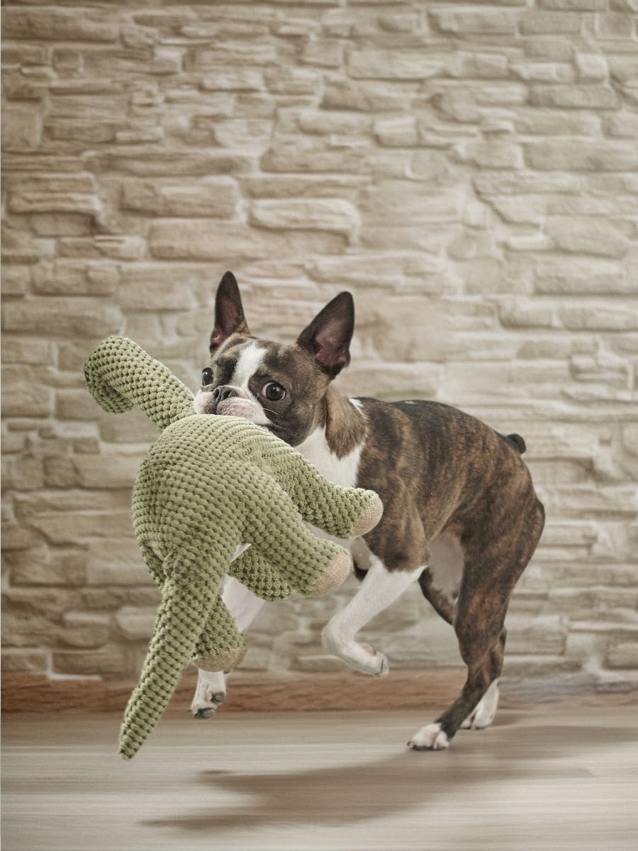 Hundespielzeug - Grün - SINSAY