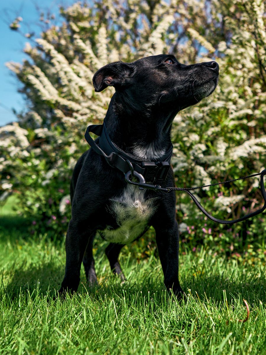 Lesă și zgardă pentru câine - negru - SINSAY