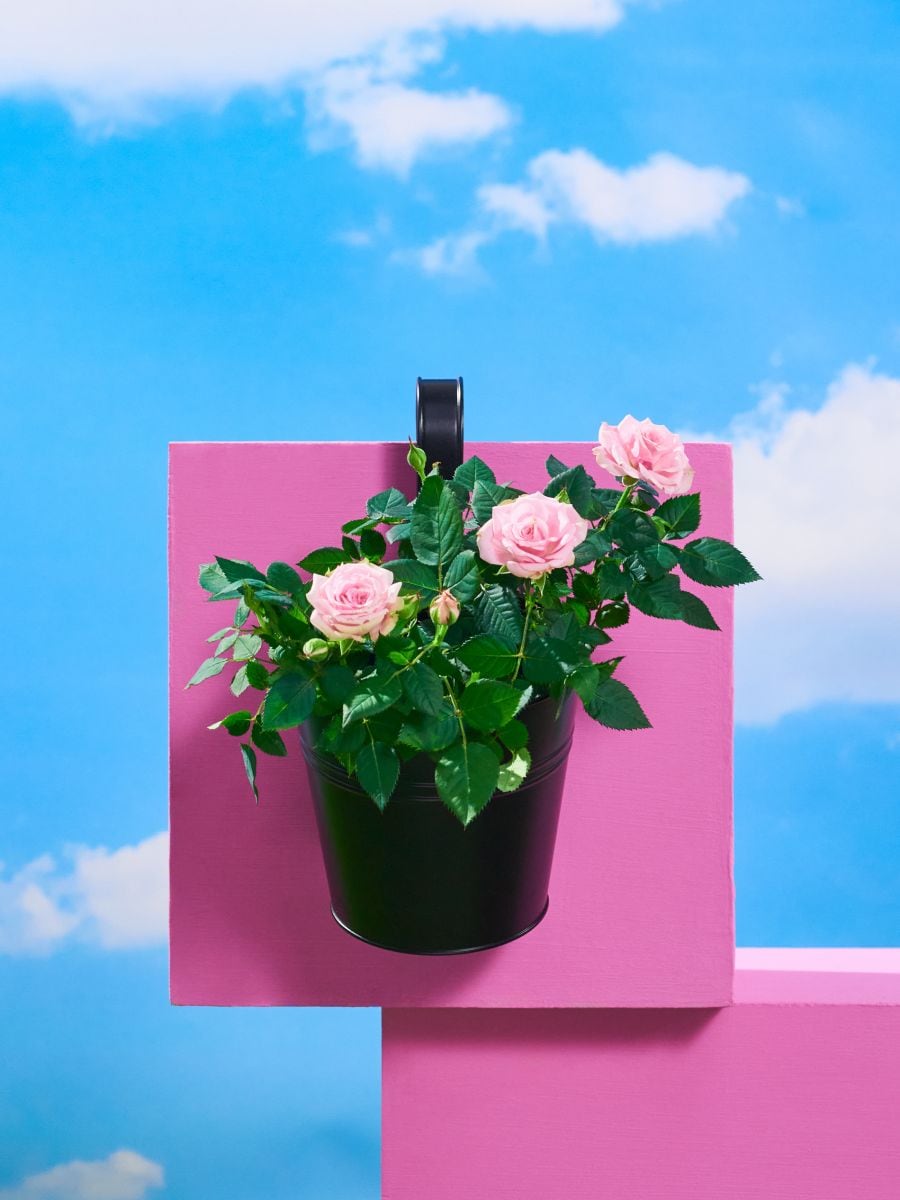 Ghiveci de flori pentru balcon - negru - SINSAY