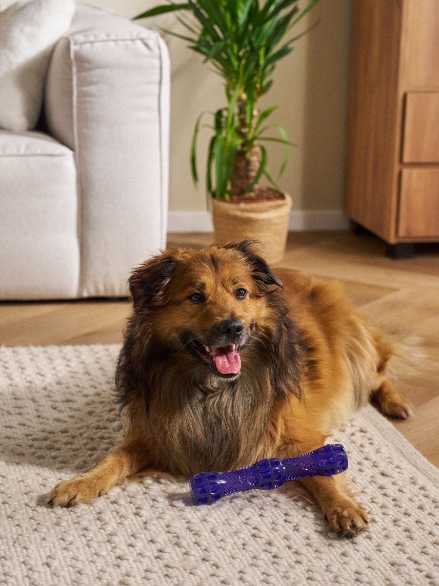 Koera mänguasi - violetne - SINSAY