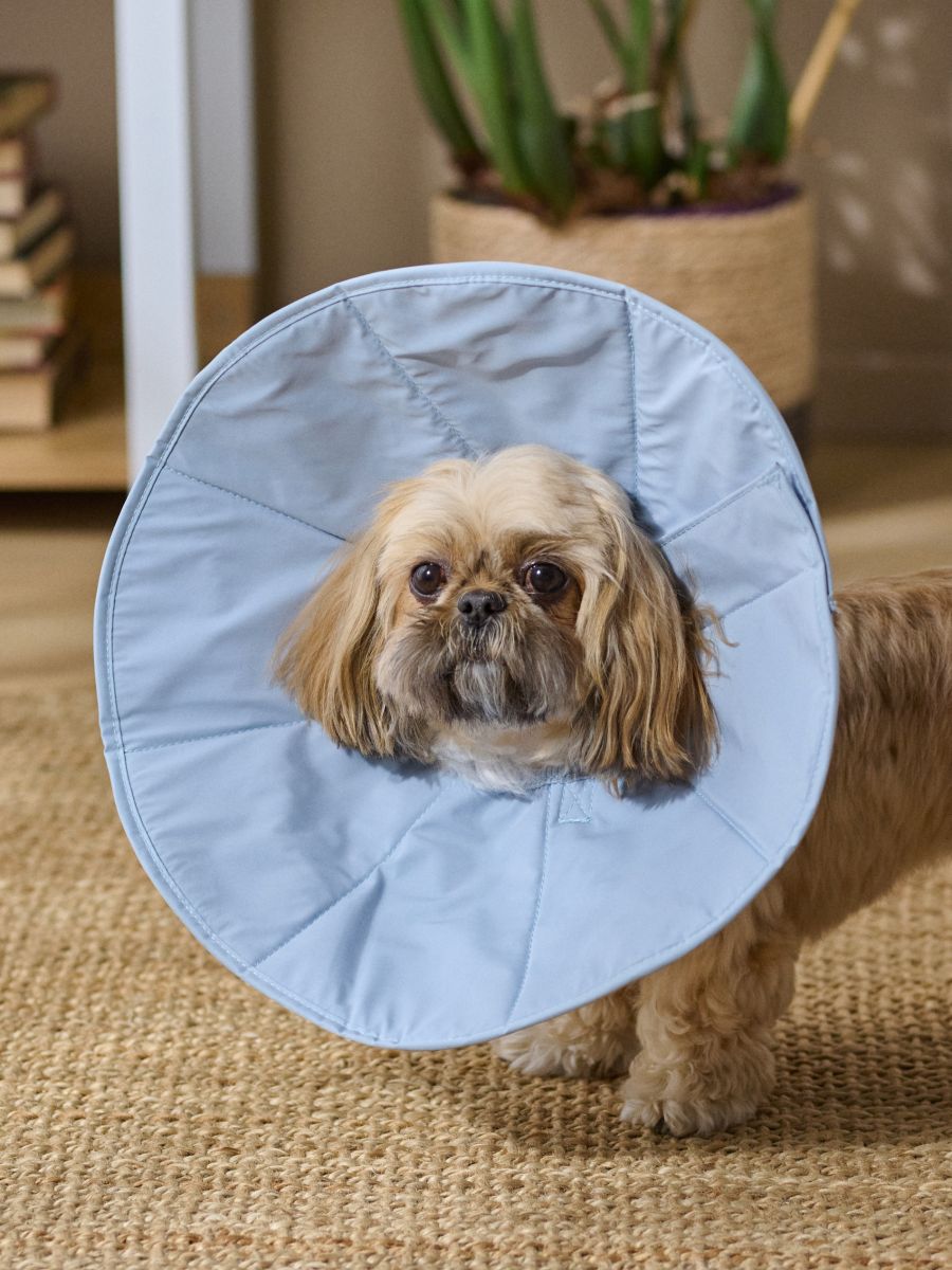 Zaštitni ovratnik za psa - svijetlo plava - SINSAY