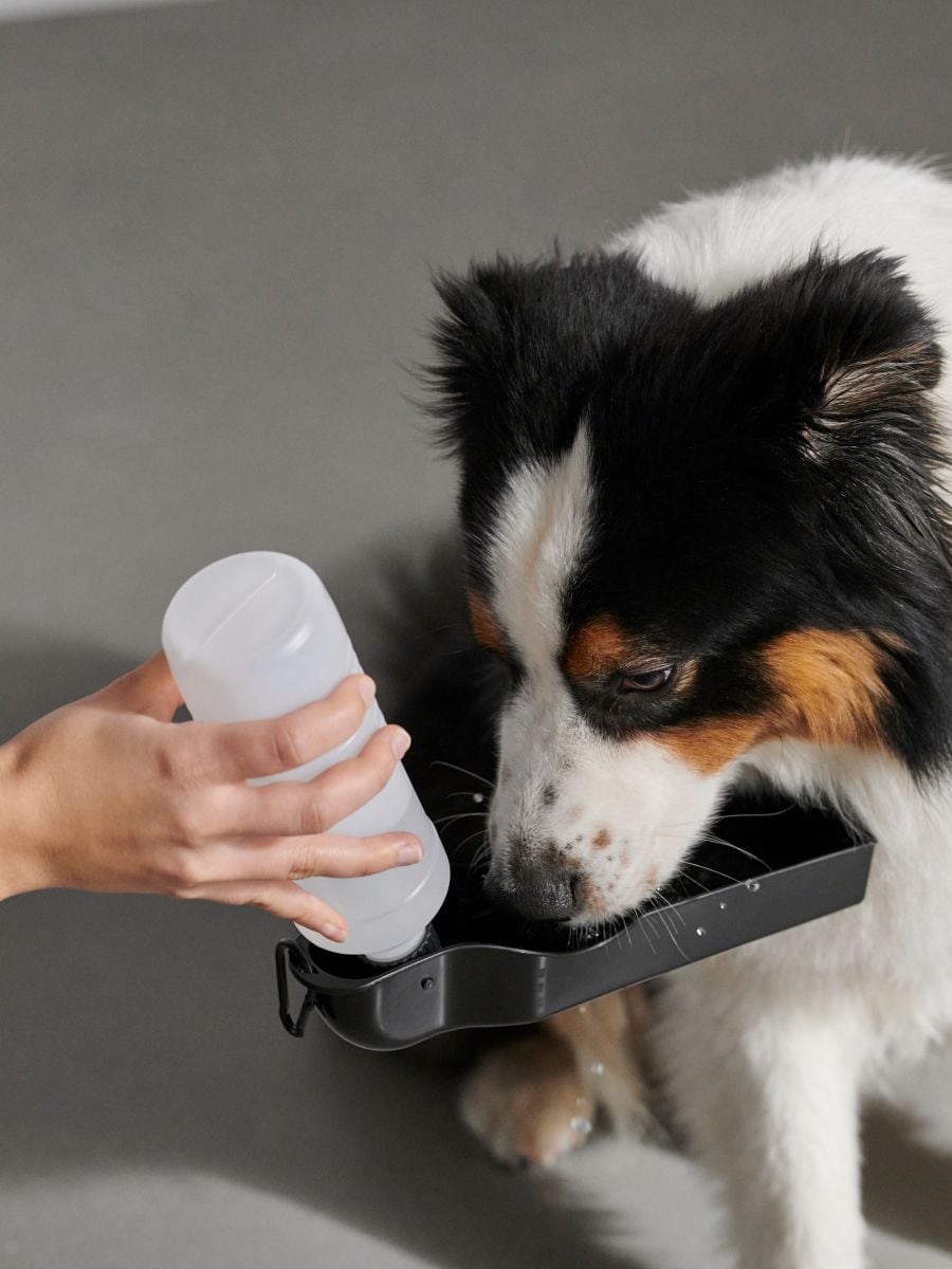 Sticlă de apă pentru câine - negru - SINSAY