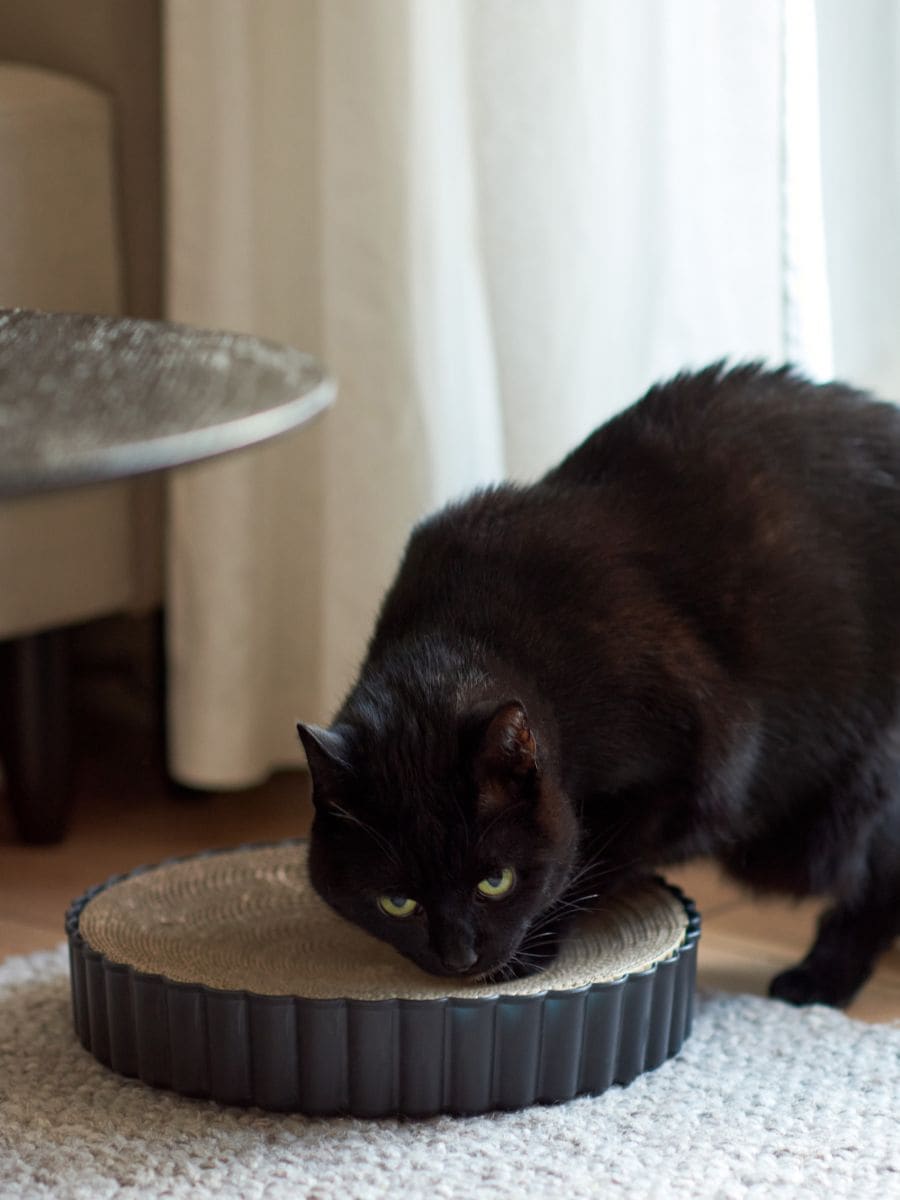 Tappetino tiragraffi per gatti Colore grigio scuro - SINSAY