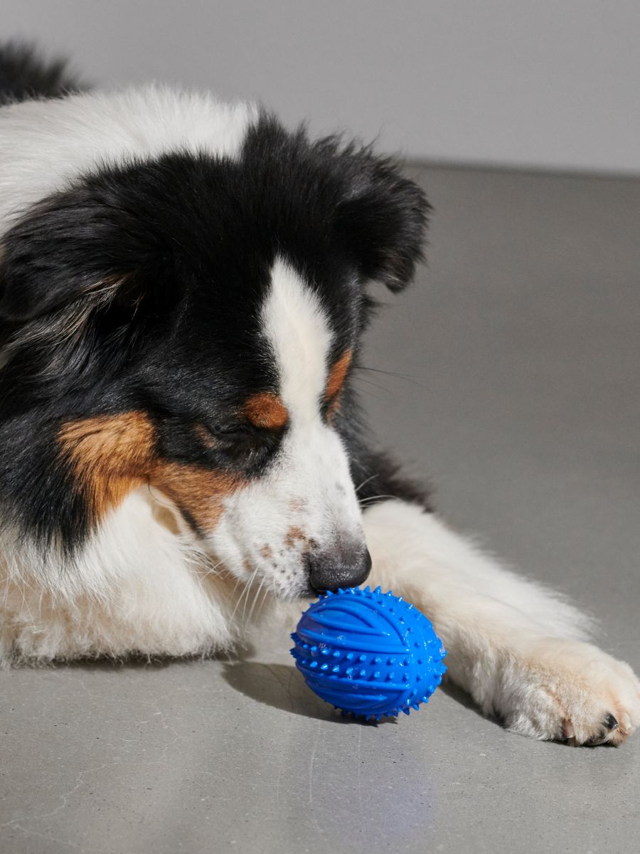 Indigo dog outlet toothbrush