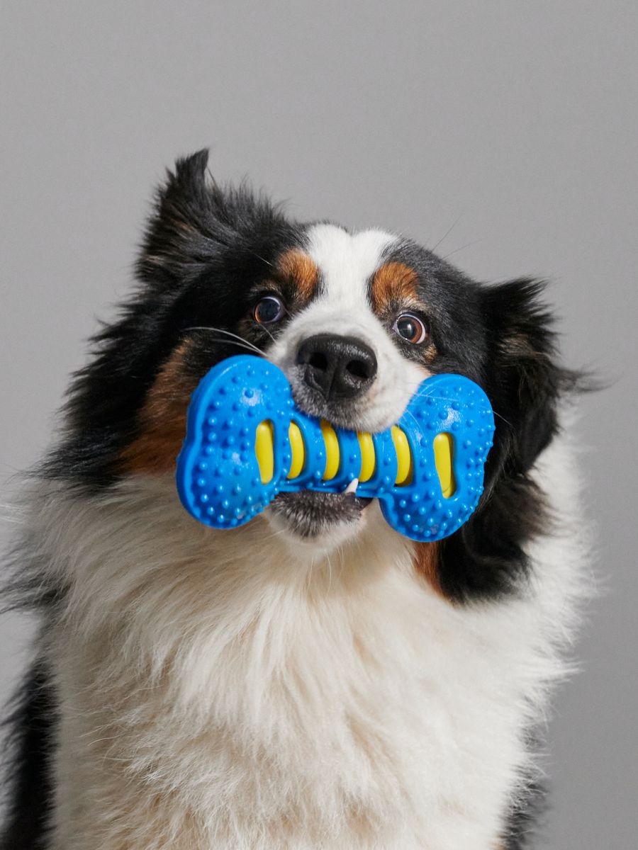 Zabawka dla psa - niebieski - SINSAY