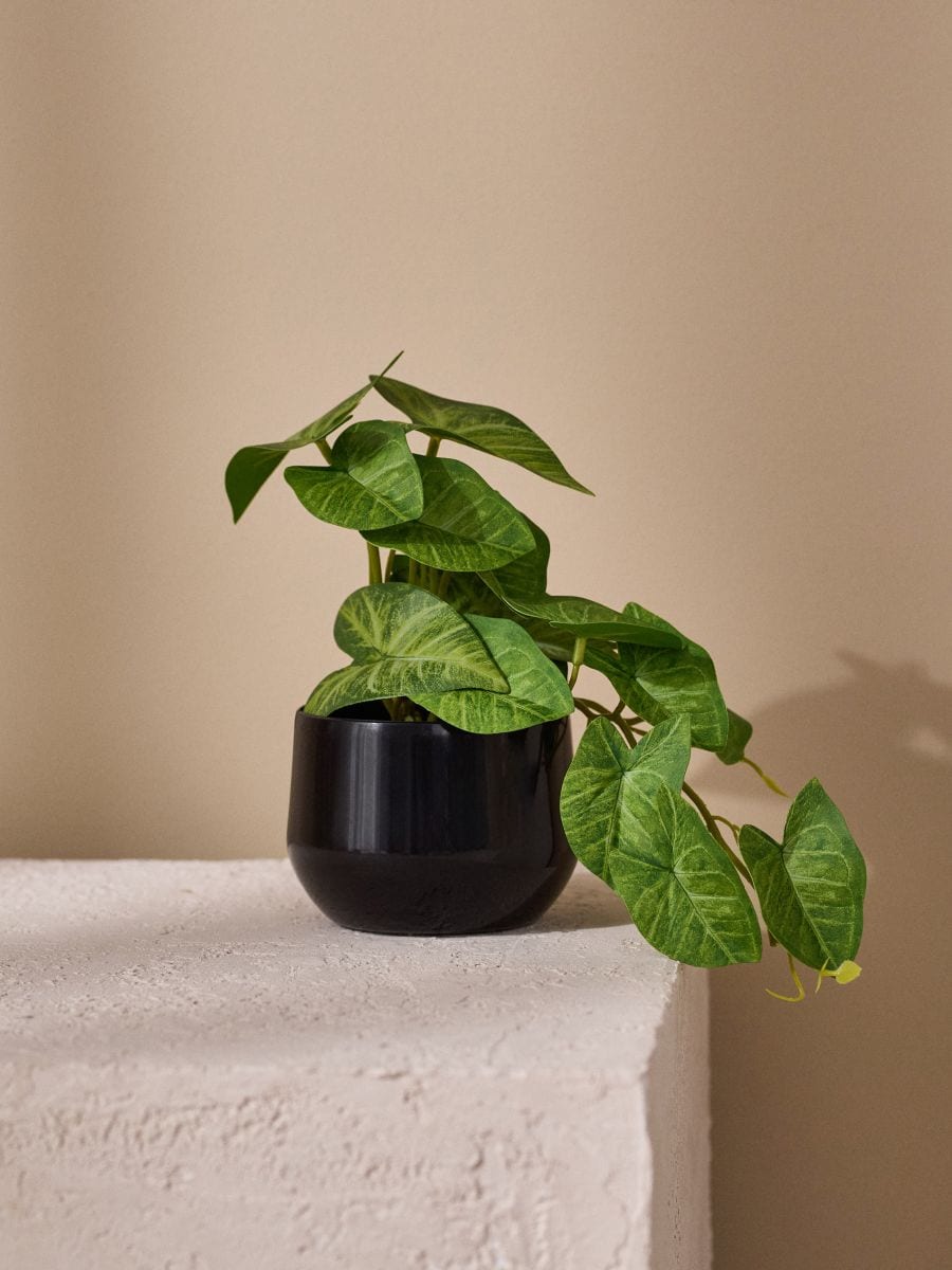 Plantă decorativă în ghiveci - verde - SINSAY