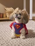 Costume cane Superman - multicolor - SINSAY - small1