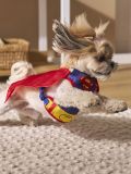 Costume cane Superman - multicolor - SINSAY - small5