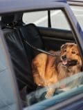 Koera turvavöö autosse - must - SINSAY - small1
