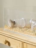 Hamstrite tunnelikomplekt - clear - SINSAY - small2