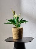Okrasna umetna roža - zelena - SINSAY - small1