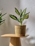 Ukrasna vještačka biljka - zelena - SINSAY - small1
