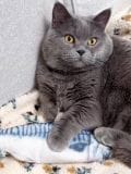 Igračka za kućnog ljubimca - grey blue - SINSAY - small1