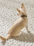 Flea and tick collar - multicolor - SINSAY - small3