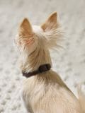 Flea and tick collar - multicolor - SINSAY - small1