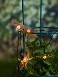 Solarne lampe - više boja - SINSAY - small3
