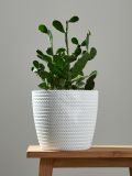 Osłonka doniczki - biały - SINSAY - small1