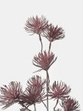 Ukrasna veštačka biljka - maroon - SINSAY - small3