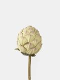 Dekoratiivne kunsttaim - pastellroosa - SINSAY - small3