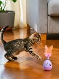 Igračka za kućnog ljubimca - roze - SINSAY - small1