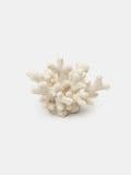 Ukras - bijelo - SINSAY - small3