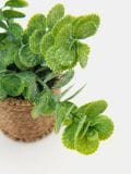 Okrasna umetna roža - zelena - SINSAY - small2