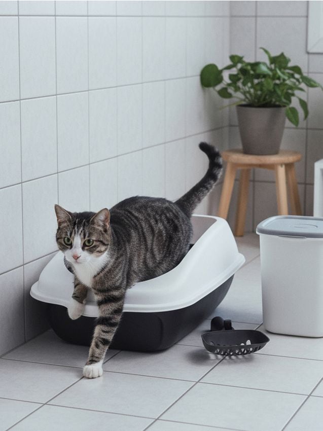 Sinsay - Doplnky pre domáceho miláčika - čierna