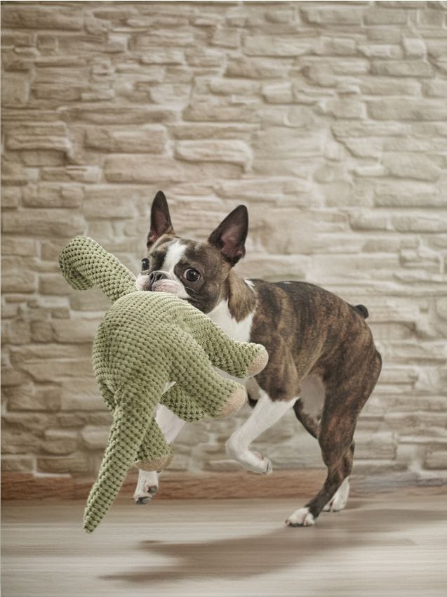 Sinsay - Hračky pre psov - hnedozelená