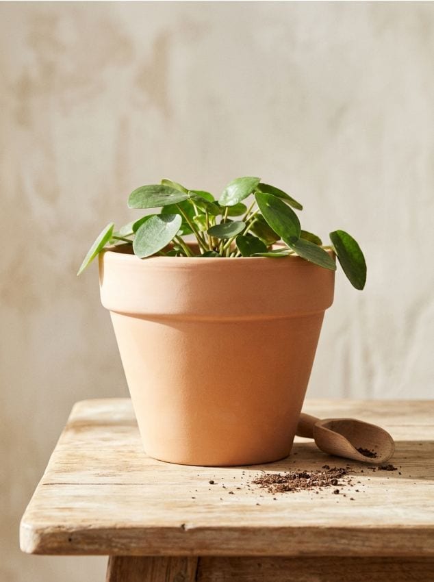 Sinsay - Ghiveci rotund - brun-auriu