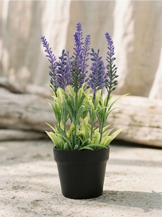 Sinsay - Lavandă artificială în ghiveci - multicolor