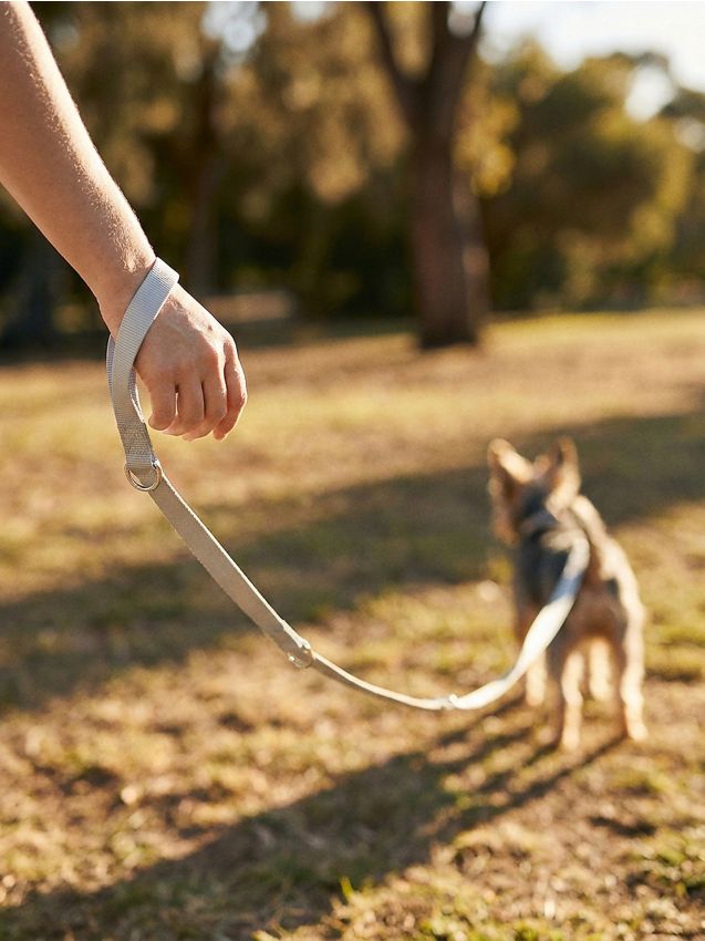 Sinsay - Lesă pentru animalul de companie - negru