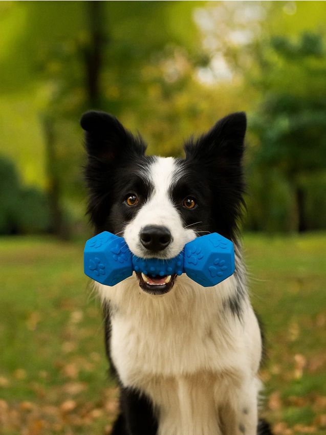 Sinsay - Hračky pre psov - svetlomodrá
