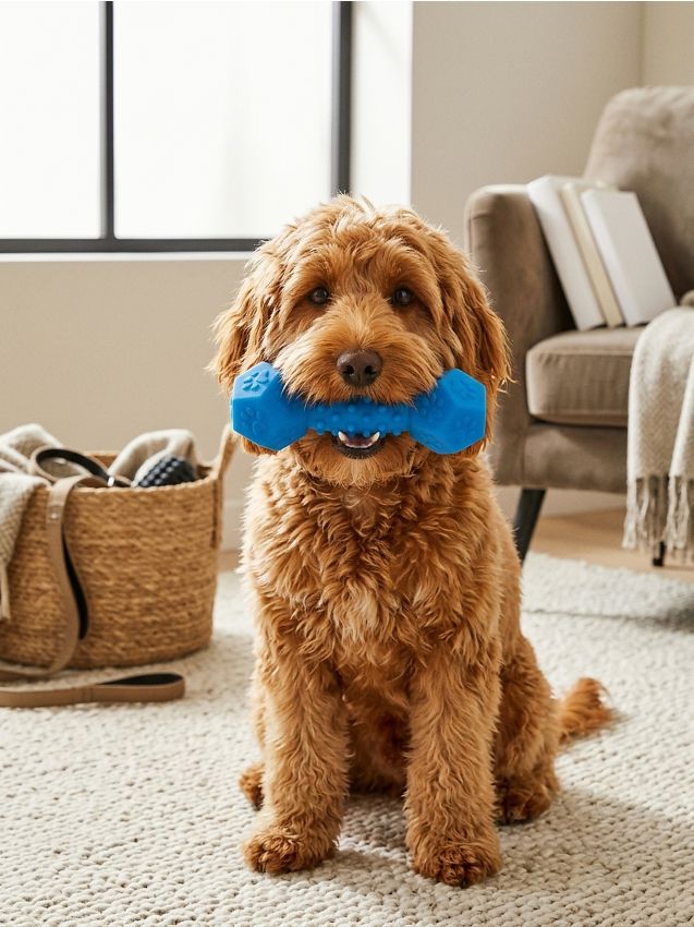 Sinsay - Jucărie pentru câine - albastru-pal