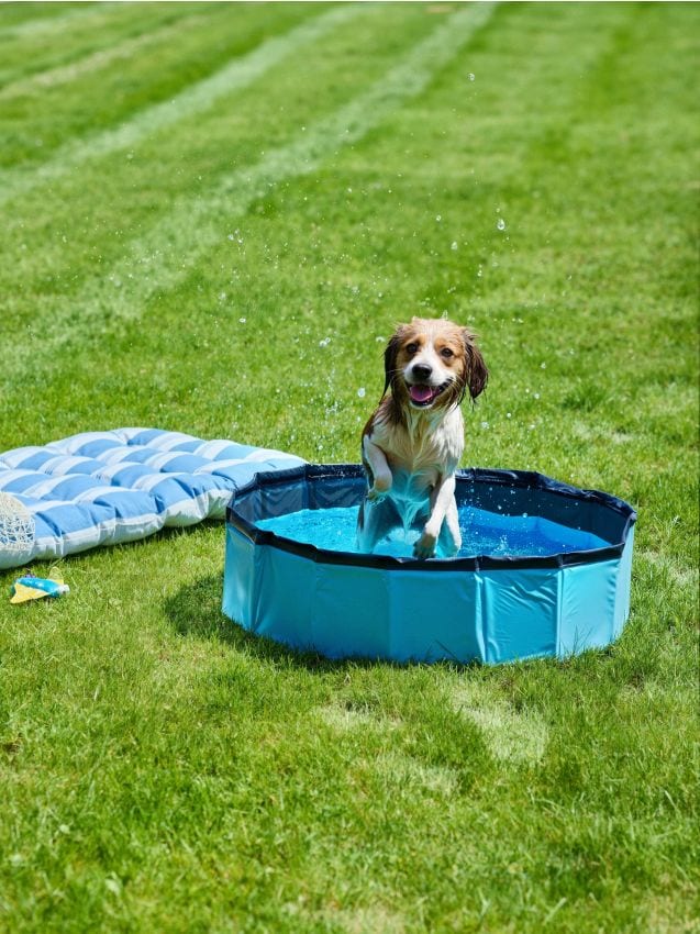 Sinsay - Piscină pentru câine - multicolor