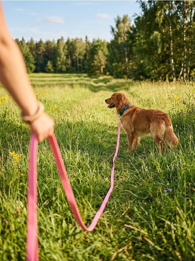 Sinsay - Lesă pentru câine - roz-pastel