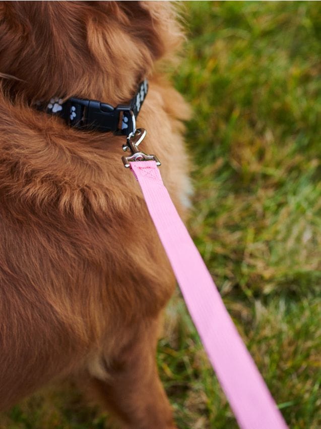 Sinsay - Vodítko pre psov - pastelová ružová