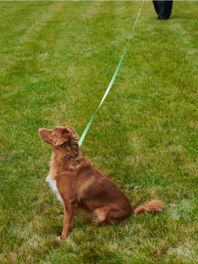 Sinsay - Vodítko pre psov - limetková