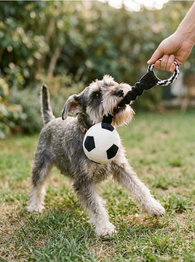 Sinsay - Jucărie de pluș pentru câini cu sunet - negru