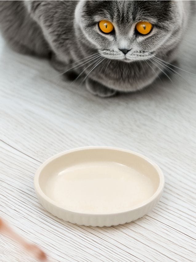 Sinsay - Bol pentru animale de companie - crem