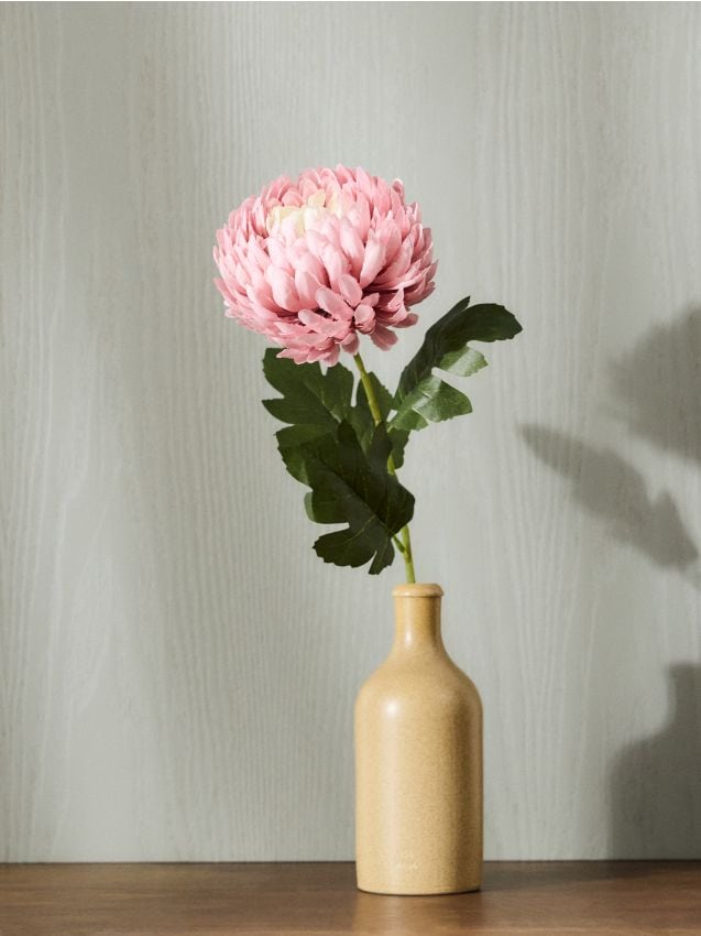 Sinsay - Plantă decorativă – crizantemă - roz