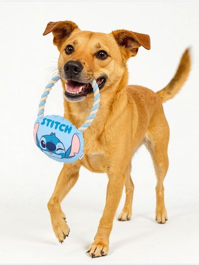 Igrača za vlečenje za pse Stitch