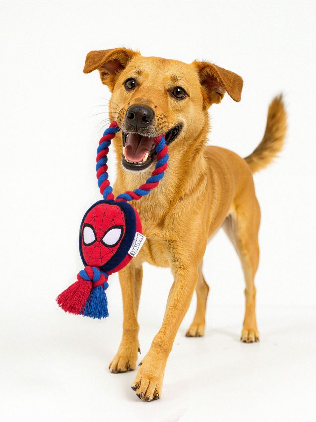 Sinsay - Ťahacia hračka pre psa Spider-Man - viacfarebná