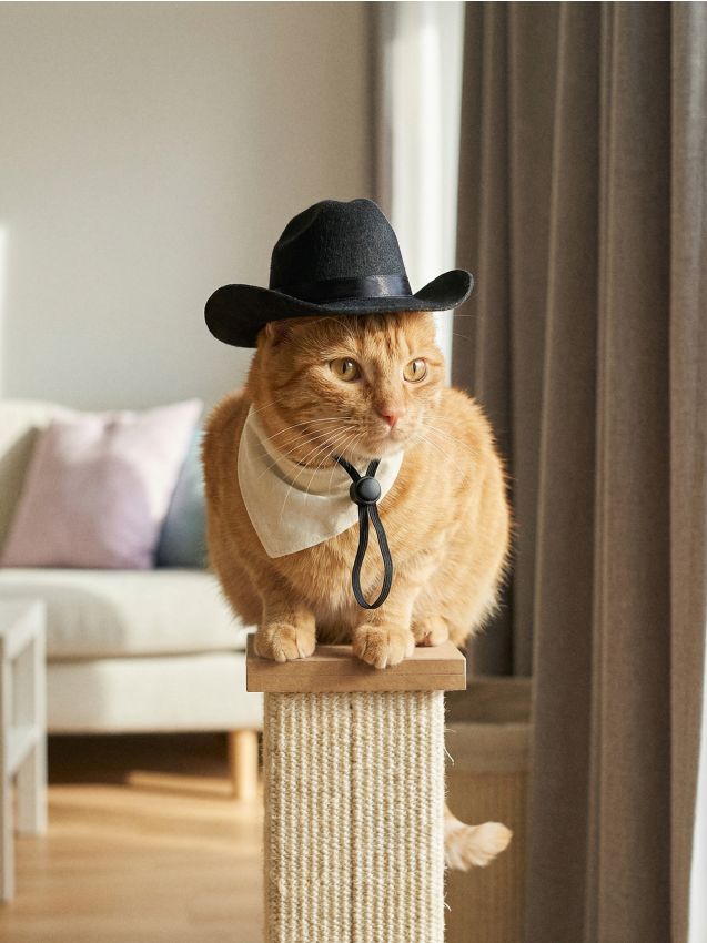 Sinsay - Pălărie pentru animale - negru