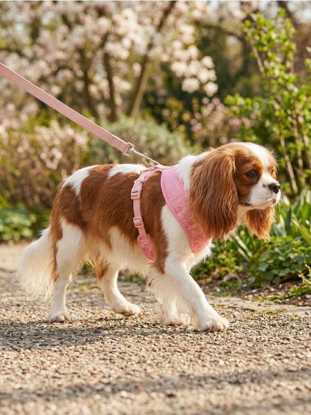 Sinsay - Ham pentru animal de companie cu aplicație florală 3D - roz