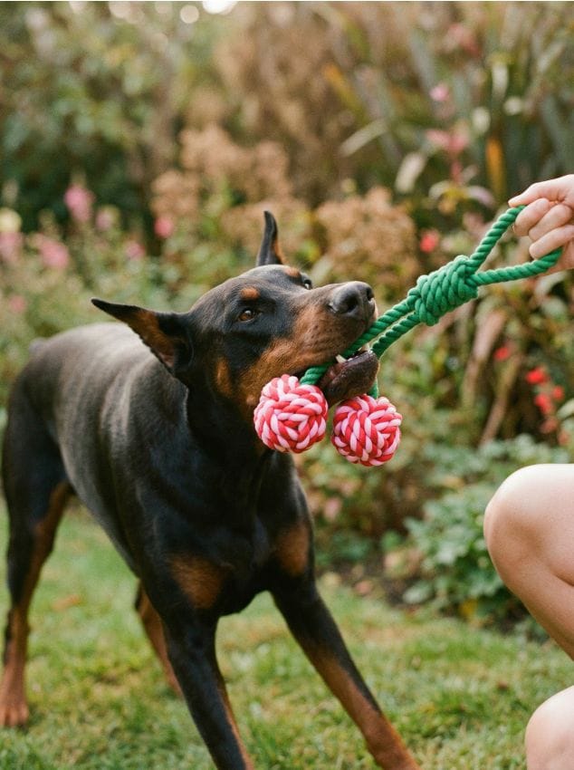 Sinsay - Jucărie de tras pentru câini - gri deschis