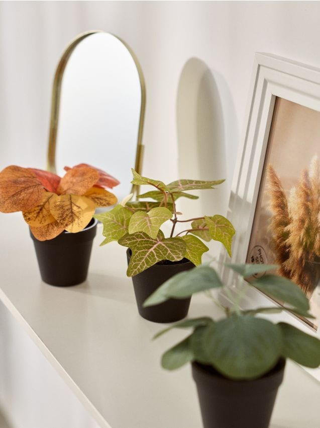 Sinsay - Plante decorative în ghiveci 3 pack - multicolor